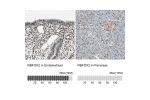 Immunohistochemistry analysis in human endometrium and pancreas tissues using HPA006240 antibody. Corresponding RBFOX2 RNA-seq data are presented for the same tissues.