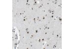 Immunohistochemical staining of human cerebral cortex shows moderate to strong nuclear positivity in neurons.