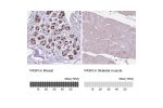 Immunohistochemistry analysis in human breast and skeletal muscle tissues using Anti-FASN antibody. Corresponding FASN RNA-seq data are presented for the same tissues.