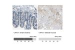 Immunohistochemistry analysis in human small intestine and skeletal muscle tissues using HPA006479 antibody. Corresponding CPA3 RNA-seq data are presented for the same tissues.