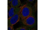 Immunofluorescent staining of human cell line U-2 OS shows localization to cytosol.