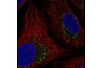 Immunofluorescent staining of human cell line U-2 OS shows localization to mitochondria.