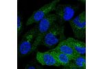 Immunofluorescent staining of human cell line Hep G2 shows localization to endoplasmic reticulum & the Golgi apparatus.
