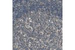 Immunohistochemical staining of human lymph node shows moderate cytoplasmic positivity in germinal center cells.