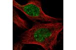 Immunofluorescent staining of human cell line U-2 OS shows localization to nucleoplasm & nuclear bodies.