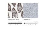 Immunohistochemistry analysis in human small intestine and liver tissues using Anti-RAD9A antibody. Corresponding RAD9A RNA-seq data are presented for the same tissues.