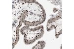 Immunohistochemical staining of human placenta shows strong nuclear positivity in trophoblastic cells.