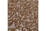 Immunohistochemical staining of human stomach shows strong nuclear and cytoplasmic positivity in glandular cells.