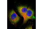 Immunofluorescent staining of human cell line U-251 MG shows localization to cytosol.