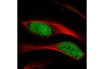Immunofluorescent staining of human cell line U-2 OS shows localization to nucleoplasm.