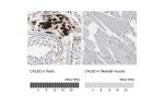Immunohistochemistry analysis in human testis and skeletal muscle tissues using HPA007306 antibody. Corresponding CALB2 RNA-seq data are presented for the same tissues.