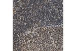 Immunohistochemical staining of human Lymph node shows strong nuclear positivity in germinal and non-germinal center cells.