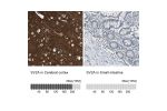 Immunohistochemistry analysis in human cerebral cortex and small intestine tissues using HPA007863 antibody. Corresponding SV2A RNA-seq data are presented for the same tissues.