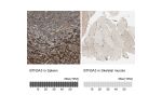 Immunohistochemistry analysis in human spleen and skeletal muscle tissues using HPA007904 antibody. Corresponding BTN3A3 RNA-seq data are presented for the same tissues.