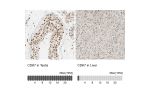 Immunohistochemistry analysis in human testis and liver tissues using HPA007932 antibody. Corresponding CDK7 RNA-seq data are presented for the same tissues.