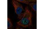 Immunofluorescent staining of human cell line HaCaT shows localization to nuclear bodies.