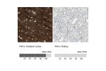 Immunohistochemistry analysis in human cerebral cortex and kidney tissues using HPA008057 antibody. Corresponding INA RNA-seq data are presented for the same tissues.