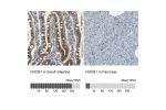 Immunohistochemistry analysis in human small intestine and pancreas tissues using HPA008176 antibody. Corresponding NUCB1 RNA-seq data are presented for the same tissues.
