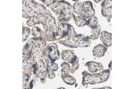 Immunohistochemical staining of human placenta shows weak to moderate cytoplasmic positivity in trophoblastic cells.