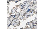 Immunohistochemical staining of human placenta shows strong membranous positivity in trophoblastic cells.