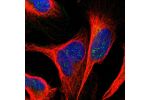 Immunofluorescent staining of human cell line U-2 OS shows localization to nucleoli fibrillar center.