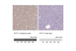 Immunohistochemistry analysis in human cerebral cortex and pancreas tissues using HPA008394 antibody. Corresponding SYT1 RNA-seq data are presented for the same tissues.