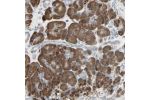 Immunohistochemical staining of human salivary gland shows strong cytoplasmic positivity in glandular cells.