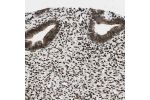 Immunohistochemical staining of human Endometrium shows strong nuclear positivity in glandular cells and cells in endometrial stroma.