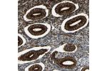 Immunohistochemical staining of human endometrium shows strong granular cytoplasmic positivity in glandular cells.