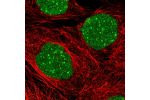 Immunofluorescent staining of human cell line A-431 shows localization to nucleus & nuclear bodies.