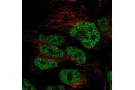 Immunofluorescent staining of human cell line HAP1 shows localization to nucleoplasm.