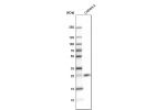 Western blot analysis in human cell line CAPAN-2.