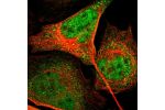 Immunofluorescent staining of human cell line U-2 OS shows localization to nucleoplasm & cytosol.