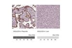 Immunohistochemistry analysis in human placenta and liver tissues using HPA009084 antibody. Corresponding SIGLEC6 RNA-seq data are presented for the same tissues.
