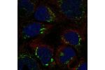 Immunofluorescent staining of human cell line CACO-2 shows localization to the Golgi apparatus.