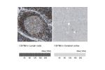Immunohistochemistry analysis in human lymph node and cerebral cortex tissues using Anti-CD79B antibody. Corresponding CD79B RNA-seq data are presented for the same tissues.