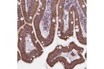 Immunohistochemical staining of human small intestine shows strong cytoplasmic granular positivity in glandular cells.