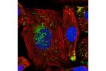 Immunofluorescent staining of human cell line A549 shows localization to nucleoplasm & lipid droplets.