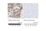 Immunohistochemistry analysis in human smooth muscle and cerebral cortex tissues using Anti-MFAP5 antibody. Corresponding MFAP5 RNA-seq data are presented for the same tissues.