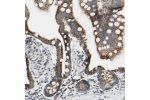 Immunohistochemical staining of human small intestine shows strong granular cytoplasmic positivity in glandular cells.