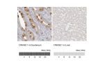 Immunohistochemistry analysis in human duodenum and liver tissues using HPA010703 antibody. Corresponding DNASE1 RNA-seq data are presented for the same tissues.