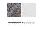 Immunohistochemistry analysis in human lymph node and cerebral cortex tissues using HPA011078 antibody. Corresponding HLA-DPB1 RNA-seq data are presented for the same tissues.