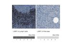 Immunohistochemistry analysis in human lymph node and pancreas tissues using HPA011155 antibody. Corresponding LAIR1 RNA-seq data are presented for the same tissues.
