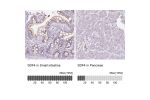 Immunohistochemistry analysis in human small intestine and pancreas tissues using Anti-SDF4 antibody. Corresponding SDF4 RNA-seq data are presented for the same tissues.