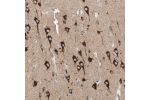 Immunohistochemical staining of human cerebral cortex shows moderate to strong positivity in mitochondria in neurons.