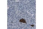 Immunohistochemical staining of human pancreas shows strong cytoplasmic positivity in islets of Langerhans.