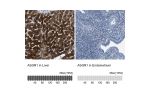 Immunohistochemistry analysis in human liver and endometrium tissues using HPA011954 antibody. Corresponding ASGR1 RNA-seq data are presented for the same tissues.