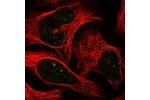Immunofluorescent staining of human cell line U-2 OS shows localization to nuclear bodies.