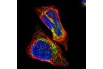 Immunofluorescent staining of human cell line A-431 shows localization to mitochondria.