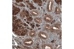 Immunohistochemical staining of human endometrium shows strong cytoplasmic positivity in glandular cells and smooth muscle cells.